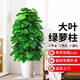 沭之美大型綠植客廳大盆栽開(kāi)業(yè)辦公室好養花卉 大葉綠蘿 源頭直發(fā)