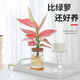 行湘吉利紅水培綠植盆栽室內(nèi)桌面花卉 吉利紅+玻璃瓶+竹托 源頭直發(fā)