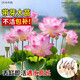 中夢觀賞荷花藕種盆栽水養(yǎng)蓮藕苗大型缸栽水培花魚池水生植物 粉公主4株