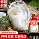 龍味?！净铛r】生蠔 乳山牡蠣 新鮮海蠣子生鮮貝類 【不好包賠】6XL帶箱10斤（12-15只）