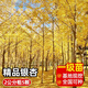 壹植金葉銀杏樹(shù)活苗室外樹(shù)苗大樹(shù)庭院風(fēng)景樹(shù)大型行道園林綠化工程苗木 (基地直銷)精品銀杏2公分粗5顆 其他