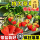 開時果 四季草莓苗奶油紅顏草莓秧 陽臺種植當(dāng)年結(jié)果新苗帶土果苗盆栽 帶果特大苗：四季（1盆）+原生盆 草莓基地-原土原盆直發(fā)