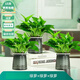 花友綠蘿發(fā)財(cái)樹文竹花卉盆栽室內(nèi)植物綠籮吊蘭富貴竹水培綠植 綠蘿+綠蘿+綠蘿【繁星盆*3]