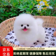 純種博美犬幼犬活體狗活體狗狗活體狗純的博美狗 血統(tǒng)級 SSS級 公