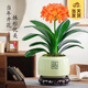 開時(shí)果 四季君子蘭盆栽桌面盆景 好養(yǎng)植物精品名貴花卉綠植源頭直發(fā)包郵 君子蘭（綠色福字盆+苔蘚+底托）