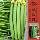 壽禾長(cháng)絲瓜種子苗春季家庭陽(yáng)臺種植特長(cháng)蔬菜種籽 美佳1號絲瓜種子20粒