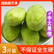 粵品【酸芒果】廣西酸嘢青芒果四季生芒果時令新鮮當季水果脆非象牙芒 中大果3斤（不保全生脆）