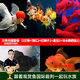 云峰海瑞觀賞金魚 冷水魚 觀賞魚金魚 活體魚 淡水魚小金魚活魚錦鯉魚 萬(wàn)壽無(wú)疆套餐（共7條）