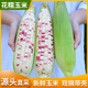 粵品廣西花糯玉米2025年新鮮現(xiàn)摘農(nóng)家糯生花玉米棒代餐苞谷粗糧 花糯玉米5斤 凈重