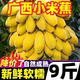 黃六爺廣西北海小米蕉自然熟香蕉新鮮水果皇帝蕉整箱10批發(fā)蘋(píng)果芭蕉斤 9斤【新鮮自然熟】
