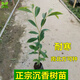 正宗沉香樹(shù)苗 奇楠沉香苗 海南沉香樹(shù)苗名貴苗木綠植樹(shù)苗 沉香苗1棵60-70CM 其他