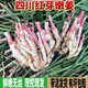 風(fēng)車(chē)車(chē)農(nóng)場(chǎng)四川新鮮嫩姜 紅芽嫩姜 生姜芽 仔姜 醋泡姜 5斤