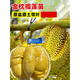 金枕榴蓮樹(shù)苗南北方四季種植廣西嫁接貓山王大果樹(shù)盆栽當年結果 精選金枕榴蓮5年苗(當年結果 90cm(含)-99cm(含)