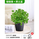 壹植碰碰香驅蚊老樁盆栽多肉綠植辦公室內桌面一抹香凈化空氣趣味好養 碰碰香原土盆 帶盆栽好