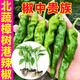 北蔬樟樹(shù)港辣椒苗種帶土秧苗活苗正宗辣椒樹(shù)苗春季蔬菜苗農科院 北蔬樟樹(shù)港辣椒苗12棵+肥500g