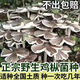 【四季可種】雞樅菌原種菌高產(chǎn)菌傘把菇三塔菌雞肉菌夏至菇四季可 四季可種雞樅菌種*2341?！痉N植