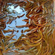 黃鱔長鱔鱔魚網(wǎng)箱養(yǎng)殖池塘養(yǎng)殖黃鱔一斤50-70尾 鱔魚苗1條裝（50條起發(fā)）