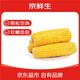 京鮮生 東北黃糯玉米250g*10棒 新鮮甜糯玉米棒真空包裝粘玉米 源頭直發(fā)