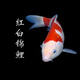 貝冠奇錦鯉活魚(yú)大正三色紅白錦鯉秋翠孔雀冷水小魚(yú)蝴蝶鯉德系觀賞魚(yú) 紅白錦鯉2條（11-14厘米）