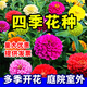 碧鼎花種子四季種開(kāi)花百日草耐旱室外庭院野花籽種子見(jiàn)土就活花卉花草 混色百日草【半斤裝】
