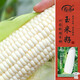 壽禾白甜糯玉米種子苗大棒型超甜加糯菜籽 白甜糯六號玉米種子 100g