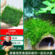 云峰海瑞 魚(yú)缸水草前景莫絲莫斯水草水族箱造景套餐水草活體草缸造景裝飾 火焰8*8網(wǎng)片定植