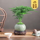 開時果 文竹盆栽桌面擺件盆景 辦公室植物竹子水培綠植盆景源頭直發(fā)包郵 【推薦款】哥窯淺綠盆+苔蘚+底座