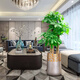 喬遷新店開業(yè)送禮發(fā)財(cái)樹大盆栽步步高綠植辦公室大棵高端大型綠植 1.3-1.4米高發(fā)財(cái)樹+百鳥盆