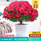 開時果 杜鵑花盆栽帶花苞發(fā)貨 四季開花鮮花卉綠植物盆景源頭直發(fā)包郵 【帶花苞發(fā)貨】特大盆紅色杜鵑花+仿木桶盆