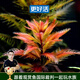 云峰海瑞水草活體懶人草魚缸造景活體水草套餐魚缸水草有莖類中后景真水草 【好養(yǎng)易活】紅雨傘（5只一組）