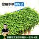 云峰海瑞 魚缸造景真活體水草草坪水草種子魚缸草缸造景水族箱裝飾前景 迷你矮珍珠盒（長方盒）1盒