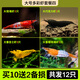 森悠（SARYOR）黑殼蝦除藻蝦淡水鮮活觀(guān)賞蝦清潔魚(yú)耐活好養熱帶觀(guān)賞魚(yú)寵物水晶蝦 大號多彩蝦套餐四