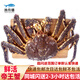 【活鮮】漁傳播 同城速配 俄羅斯鮮活帝王蟹 4-4.5斤/只海鮮蟹類螃蟹送禮 源頭直發(fā)包郵