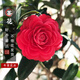 花翁山茶花盆栽不帶花苞花卉植物樹(shù)苗 六角大紅（80cm高）源頭直發(fā)