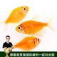 云峰海瑞 小型熱帶魚(yú)觀(guān)賞魚(yú)活體紅綠燈魚(yú)淡水水族魚(yú)寵物虎(四間魚(yú))皮魚(yú) 黃檸檬天使拉拉  5條裝