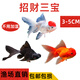 百綸木千金魚(yú)觀(guān)賞魚(yú)鴻運(yùn)當(dāng)頭金魚(yú)不加溫好養(yǎng)獅子頭活體冷水魚(yú)招財(cái)魚(yú)丹頂紅 招財(cái)三寶各2條 3-5cm 5送1備損
