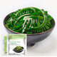 Yihai 億海眼眉菜200g*5袋 大連產(chǎn)無沙免洗免切無需泡發(fā)火鍋菜源頭直發(fā)
