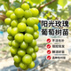 瑯闕葡萄樹(shù)苗陽(yáng)光玫瑰爬藤帶土果樹(shù)苗水果苗南北方種植扦插苗源頭直發(fā)