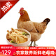 云依禾農(nóng)莊 農(nóng)家散養(yǎng)老母雞土雞柴雞新鮮雞肉 約2kg-2.5kg/只 老母雞1只裝