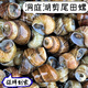 洞庭湖新鮮剪尾田螺清水嗦螺新鮮螺螄無(wú)泥無(wú)沙的大石螺剪尾螺絲 一斤裝(剪尾田螺)