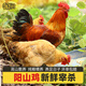 鮮其間正宗清遠陽山雞土雞農(nóng)家散養(yǎng)走地雞雞項整只新鮮現(xiàn)殺老母雞大扇雞 【陽山雞項+陽山大扇雞】各一只 雜糧喂養(yǎng)（現(xiàn)殺現(xiàn)發(fā)）