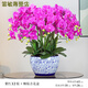 泰錦瑞手感保濕蝴蝶蘭仿真花假花客廳電視柜玄關(guān)酒店擺件蘭花大盆栽 紫紅色12枝+纏枝青花盆