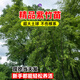 瑯闕竹子樹苗紫竹北方庭院綠化植物樹苗盆栽耐寒四季常青源頭直發(fā)