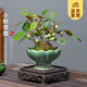 開(kāi)時(shí)果 小盼菩提盆栽（帶果發(fā)貨）中式禪意綠植物桌面盆景源頭直發(fā)包郵 冰裂蓮花盆+苔蘚+底托（帶果發(fā)貨） 小盼菩提（帶果發(fā)貨-含盆植）