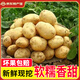 播州鮮貴州新鮮土豆高山馬鈴薯土豆黃皮黃心土豆5斤農(nóng)家自種蔬菜 新鮮黃皮土豆9斤 （帶箱）