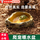 佐之尋爬寵水盆喂食盆寄居蟹仿巖石泡澡盆蜥蜴陸龜角蛙守宮寵物蛇飲水 爬寵專用喂水盆【xs】