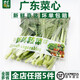 千牛優(yōu)福廣東菜心500g-1000g 農(nóng)家自種甜菜心菜薹廣東菜心當(dāng)季蔬菜 1000g
