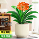 花翁花卉盆栽室內(nèi)綠植 A級(jí)君子蘭（極簡豎紋瓷盆）+陶粒源頭直發(fā)