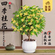 開(kāi)時(shí)果 四季桂花盆栽樹(shù)苗濃香型 新中式盆景辦公室內綠植物源頭直發(fā)包郵 精品四季桂+寬條紋瓷盆 【整高約40-50cm左右】