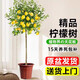 行湘檸檬樹(shù)盆栽綠植大型植物四季好養 檸檬樹(shù)1-1.2m含原盆  源頭直發(fā)